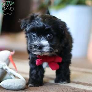 Storm, Maltipoo Puppy